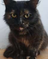 Черепаховая кошка Оливия в добрые руки