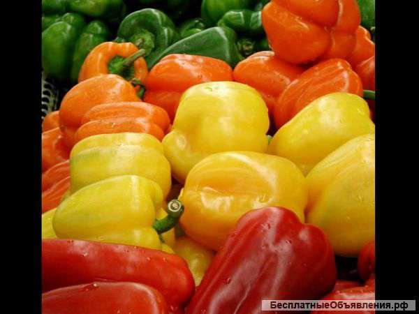 Перец сорта Pimento (Sweet) из Египта