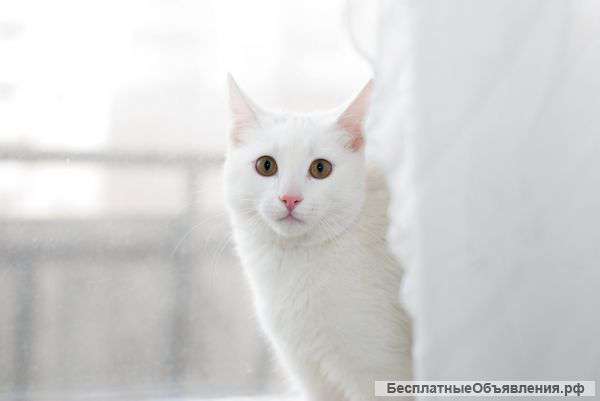 Белый кот Бергамот ищет любящих хозяев