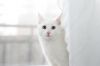 Белый кот Бергамот ищет любящих хозяев