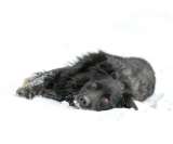 Черный красавец пёс в добрые руки