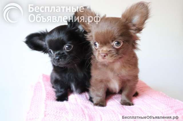 Щенки Чихуахуа