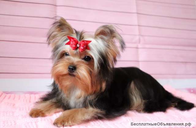 Щенки Йоркширского терьера стандартная девочка