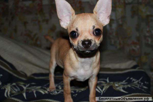 Щенка породы чихуахуа, 6 мес