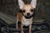 Щенка породы чихуахуа, 6 мес