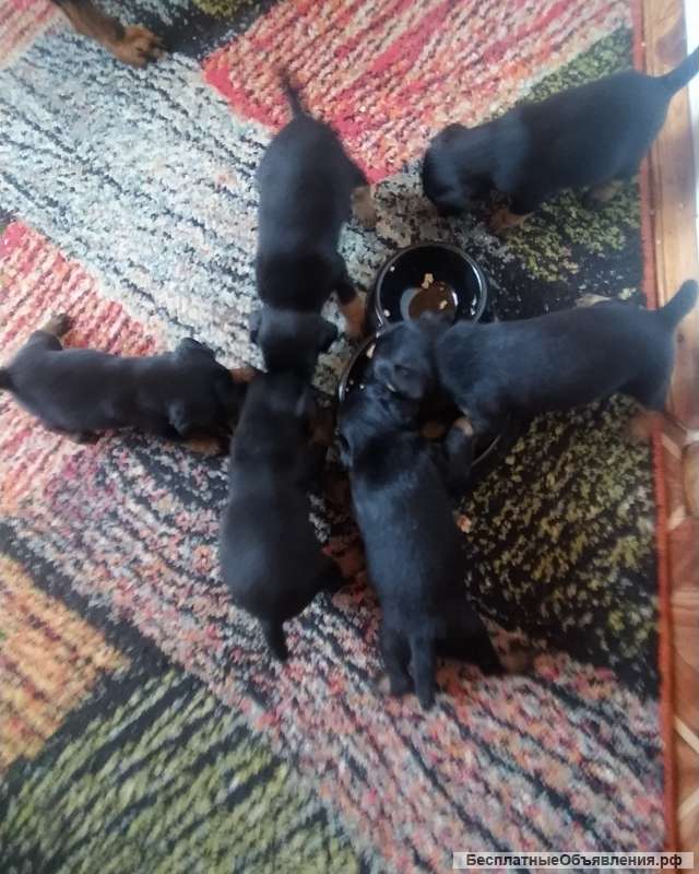 Чистокровные щенки -ягдтерьеры