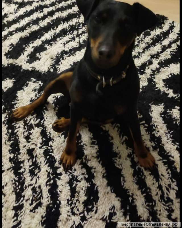 Чистокровные щенки -ягдтерьеры