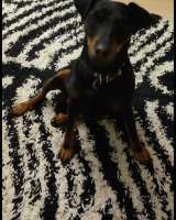 Чистокровные щенки -ягдтерьеры