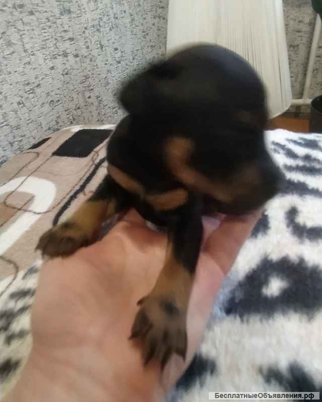 Чистокровные щенки -ягдтерьеры