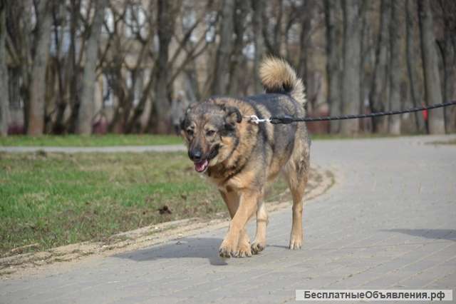 Чудесная, умная, воспитанная собака Кристи в добрые руки