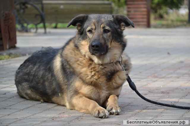 Чудесная, умная, воспитанная собака Кристи в добрые руки