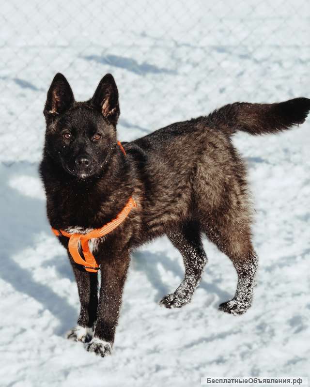 Щенок Ночка в поисках дома