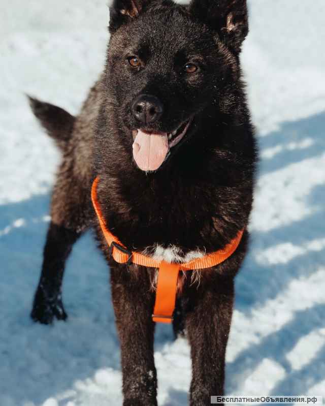 Щенок Ночка в поисках дома