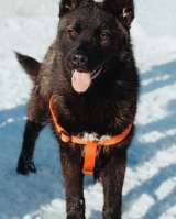 Щенок Ночка в поисках дома