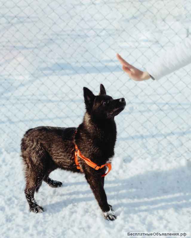 Щенок Ночка в поисках дома