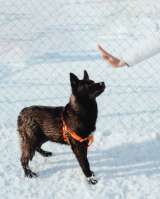 Щенок Ночка в поисках дома