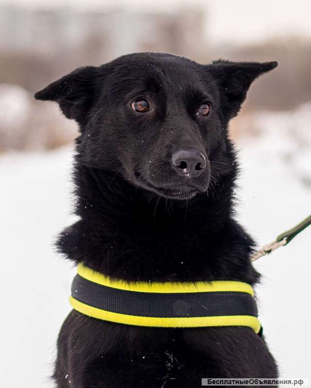 Миниатюрный щенок в добрые руки