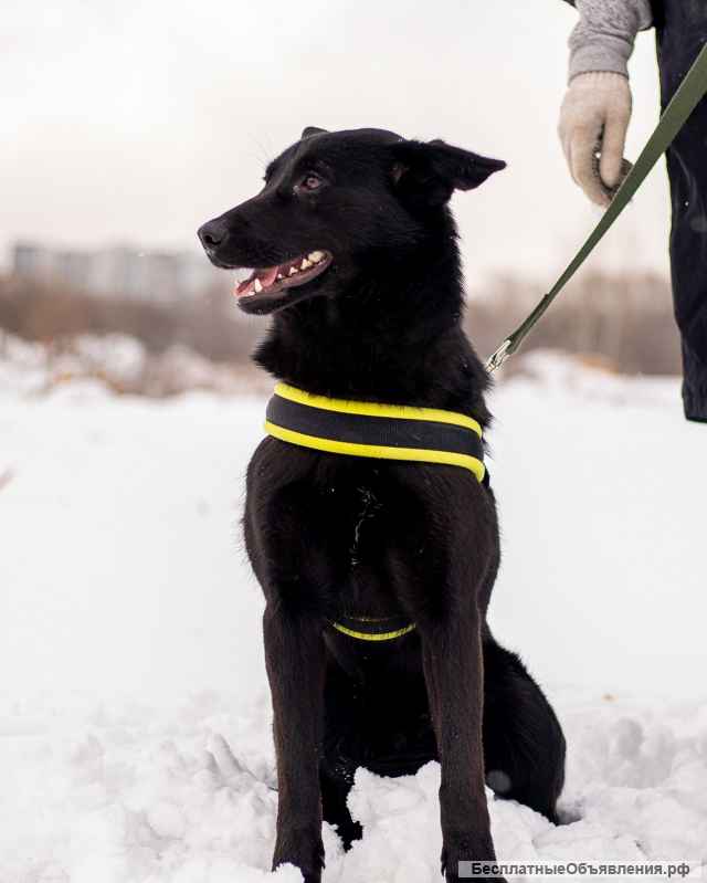 Миниатюрный щенок в добрые руки