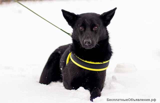 Миниатюрный щенок в добрые руки