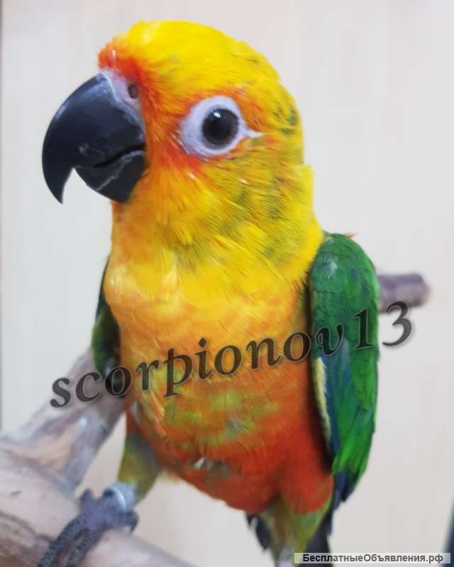 Попугай аратинга Яндайя