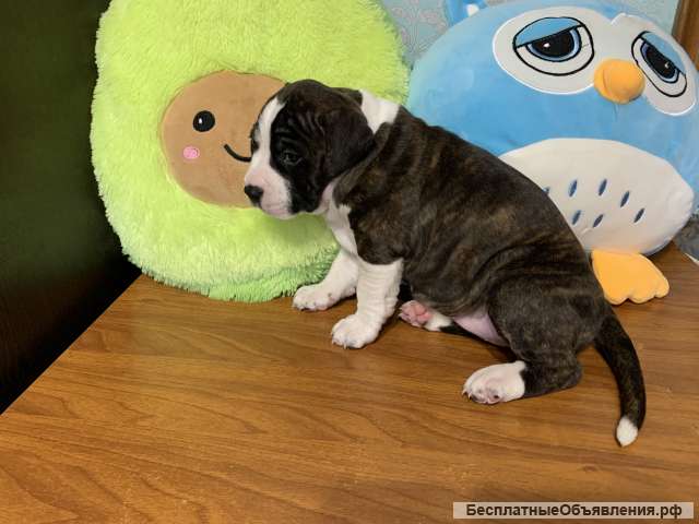 Американский стафф терьер