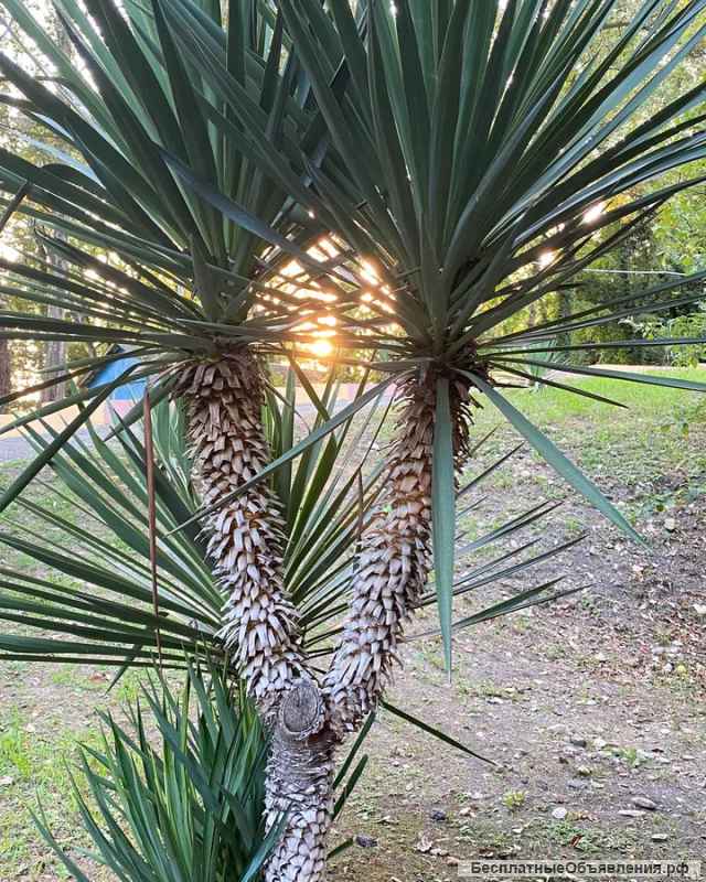 Действующая база отдыха на берегу Черного моря