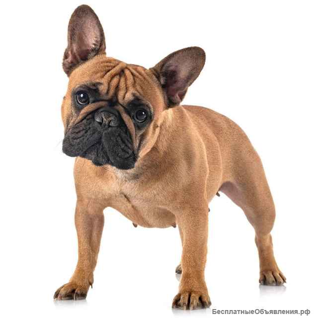 Стрижка собак в Сочи