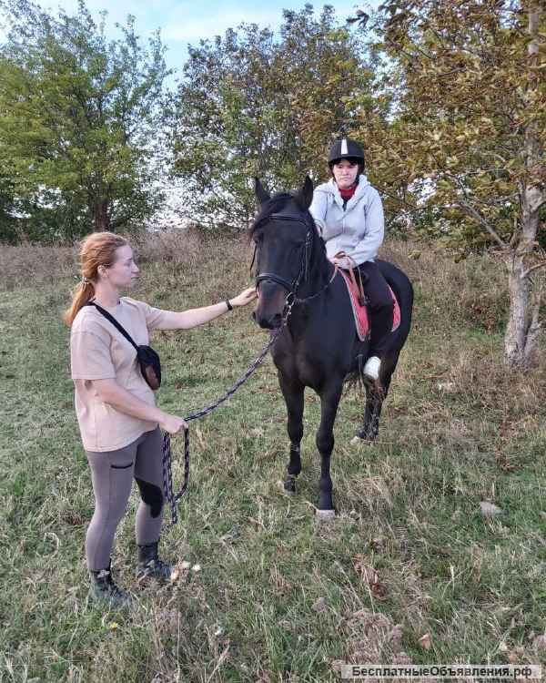 Обучение верховой езде