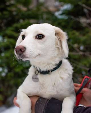 МОСКВА И МО потерялась БЕЛАЯ собака БАФФИ