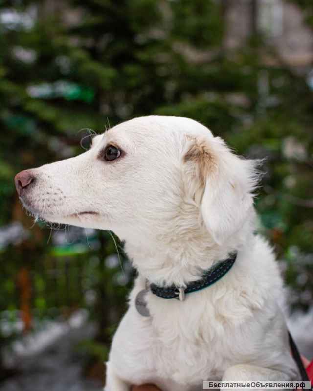 МОСКВА И МО потерялась БЕЛАЯ собака БАФФИ