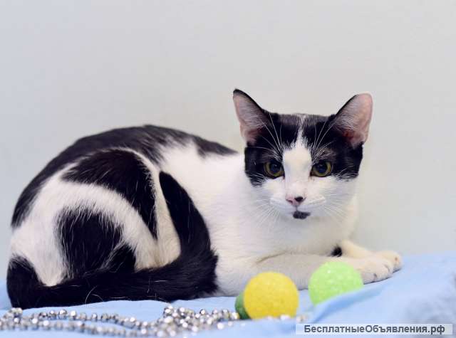 Маргоша, девочка с изюминкой. Молодая кошечка в добрые руки.