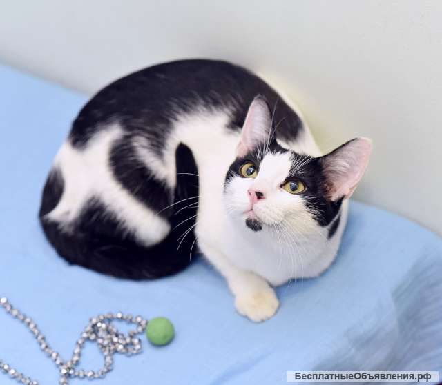 Маргоша, девочка с изюминкой. Молодая кошечка в добрые руки.