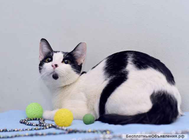 Маргоша, девочка с изюминкой. Молодая кошечка в добрые руки.