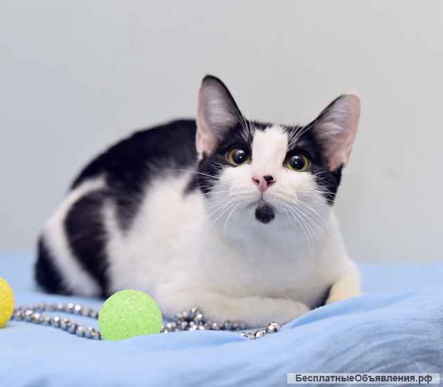 Маргоша, девочка с изюминкой. Молодая кошечка в добрые руки.