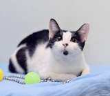 Маргоша, девочка с изюминкой. Молодая кошечка в добрые руки.