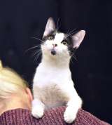 Маргоша, девочка с изюминкой. Молодая кошечка в добрые руки.