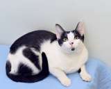 Маргоша, девочка с изюминкой. Молодая кошечка в добрые руки.