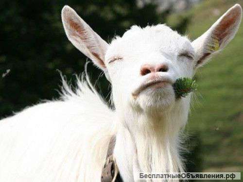 Дед Мороз и Снегурочка для детей на дом