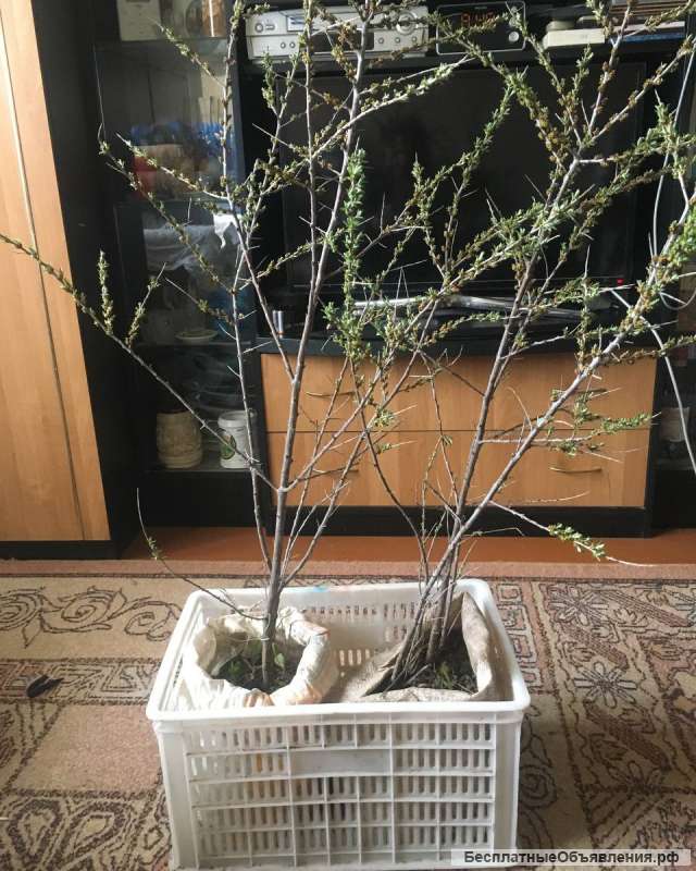 Саженцы облепихи мужской