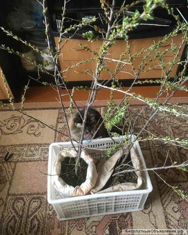 Саженцы облепихи мужской