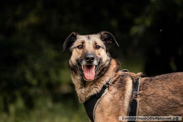 Красивый молодой пёс Коди в добрые руки