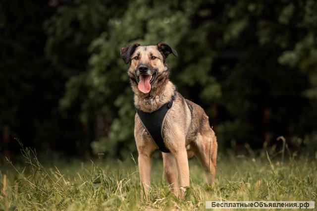 Красивый молодой пёс Коди в добрые руки