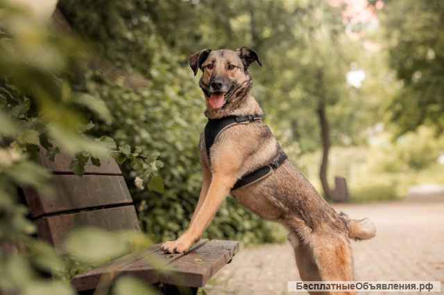 Красивый молодой пёс Коди в добрые руки