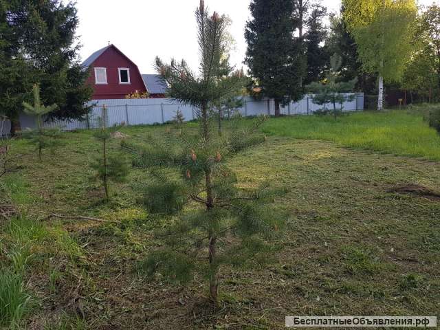 Сосновый участок 17,5 соток