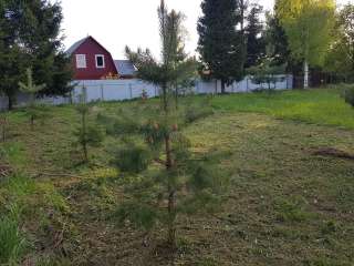 Сосновый участок 17,5 соток