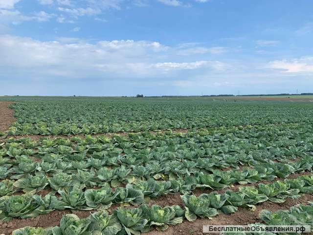 Сельскохозяйственное производство