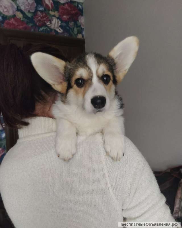 Вельш корги девочка триколор