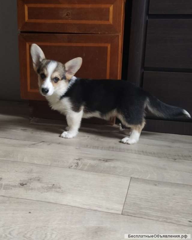 Вельш корги девочка триколор