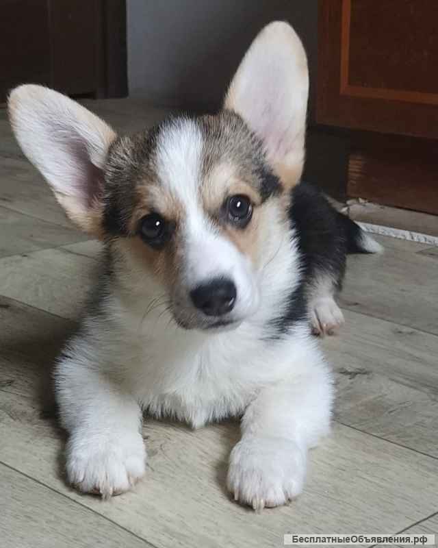 Вельш корги девочка триколор