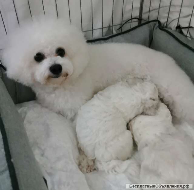 Щенки бишон фризе